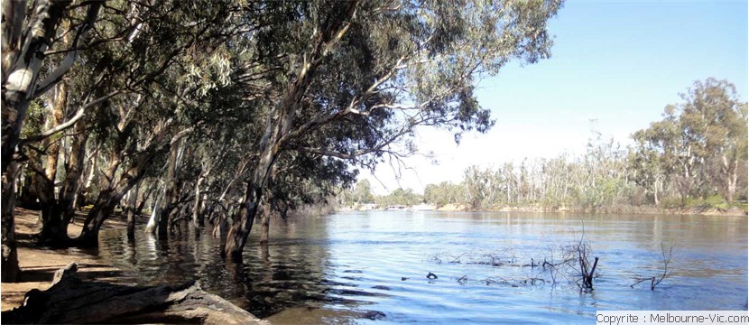 Murray River at high water