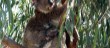 Mum and baby Koala , Raymond island nr Paynsville